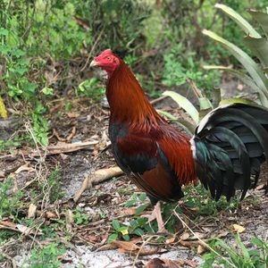 Meet your Posher, Hernandez